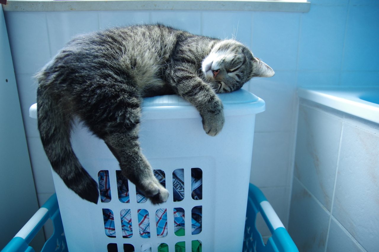 Why Does My Cat Watch Me Shower? Don't Pawnic Yet!