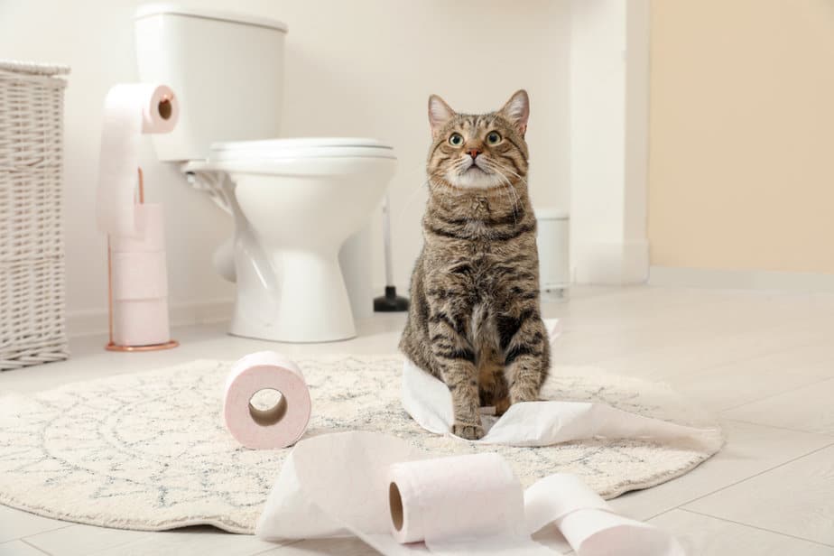 Wood Shavings For Cat Litter? 8 Sustainable Alternatives