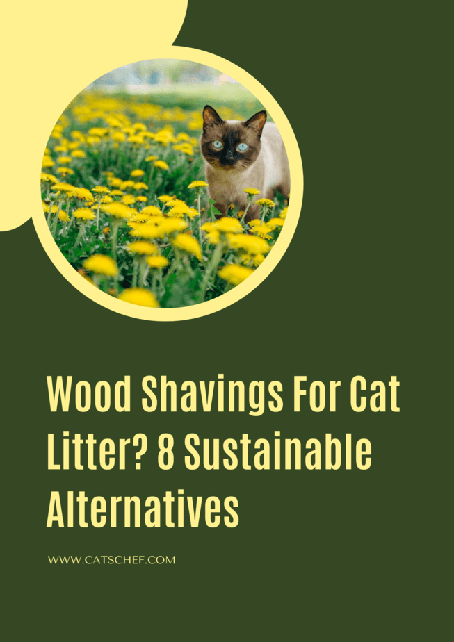 Wood Shavings For Cat Litter? 8 Sustainable Alternatives