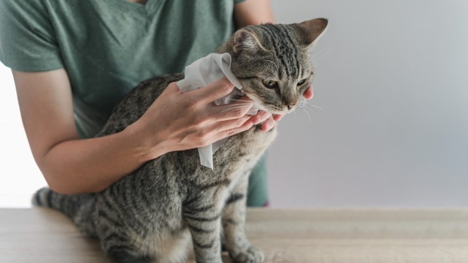 Are Baby Wipes Safe For Cats Can I Use Them On My Furbaby acn-qu-es-causas-y-s-ntomas-cl-nica-londres
