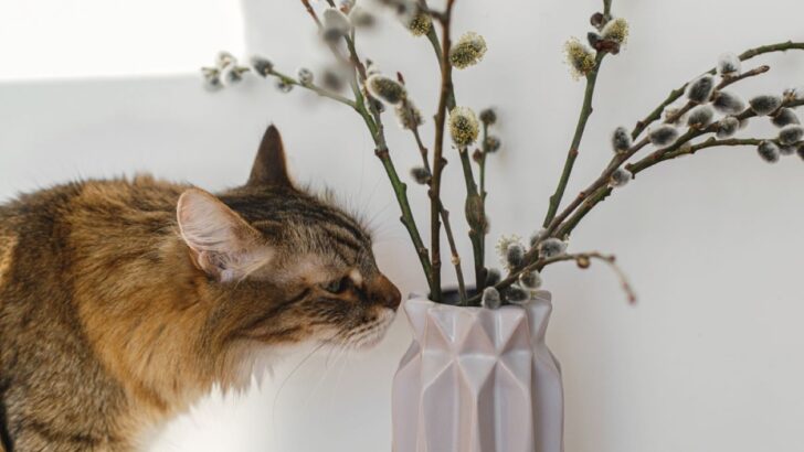 Are Pussy Willows Toxic To Cats? Better Safe Than Sorry