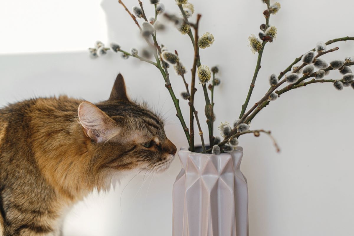 are pussy willows toxic to cats