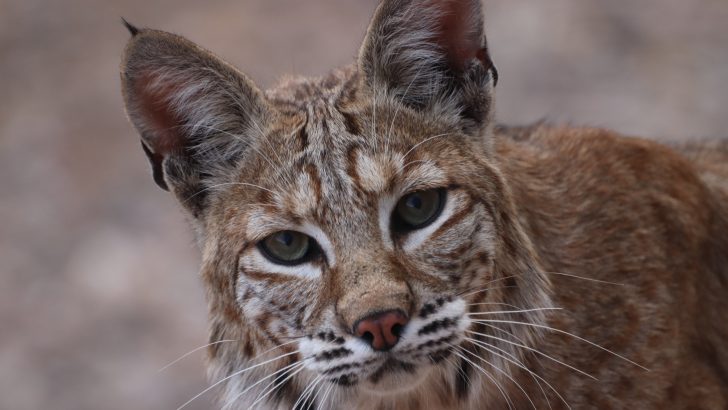 Bobcat Vs. House Cat: Here’s How To Tell The Difference
