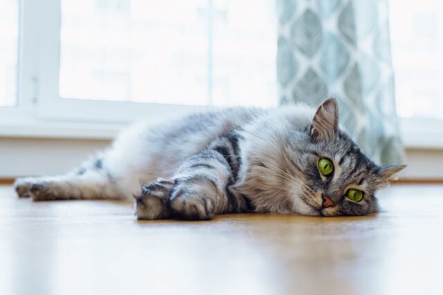 can cats legs fall asleep