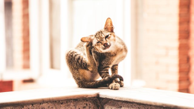 can indoor cats get fleas