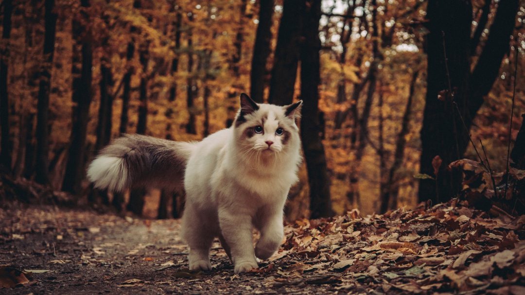 Can Ragdoll Cats Go Outside? Is It Dangerous Or Not?