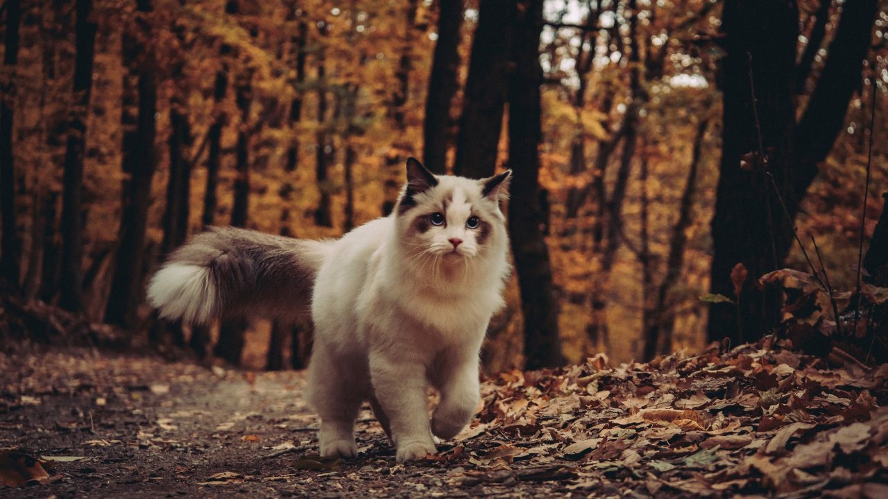 Can Ragdoll Cats Go Outside? Is It Dangerous Or Not?