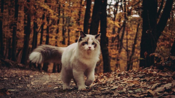 Can Ragdoll Cats Go Outside? Is It Dangerous Or Not?