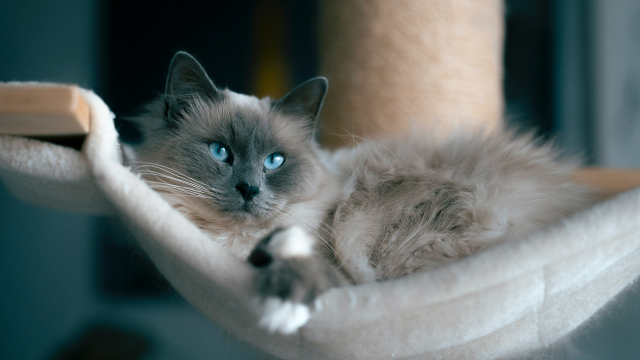 types of cat breeds australia