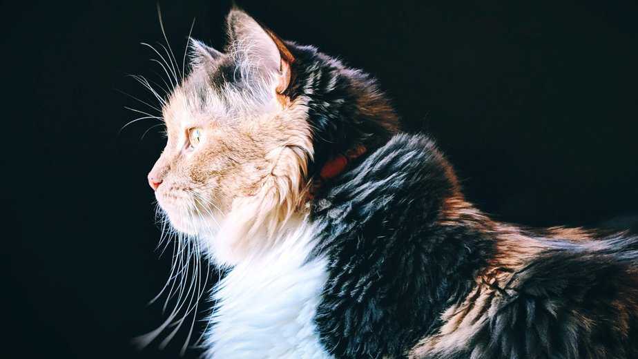 cat breeds with long whiskers