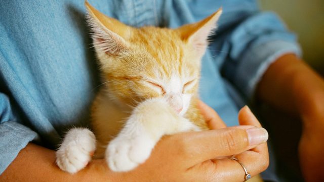 cat closes eyes