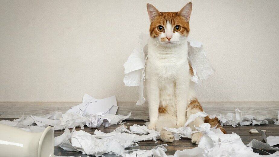 cat eating paper