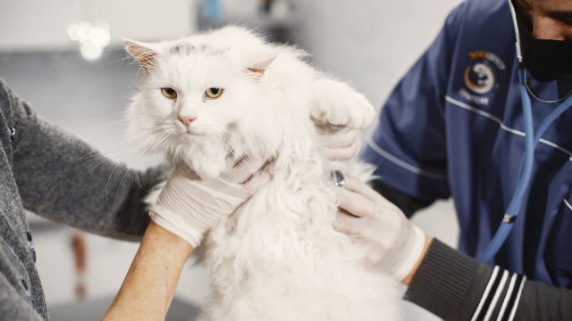 cat leaving blood drops