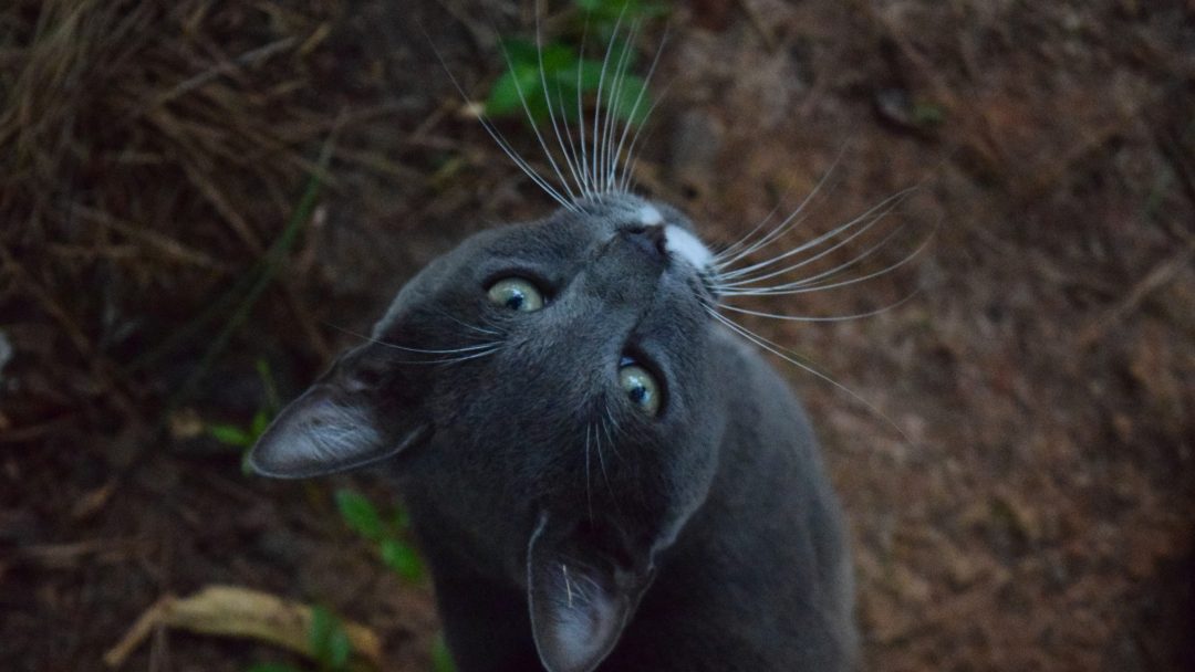 Cat Losing Whiskers Should You Be Worried?