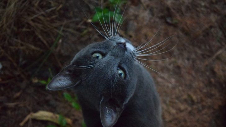 Cat Losing Whiskers: Should You Be Worried?