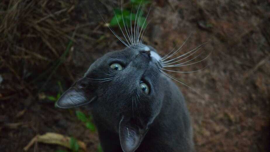 cat losing whiskers