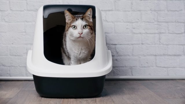 cat meows while pooping