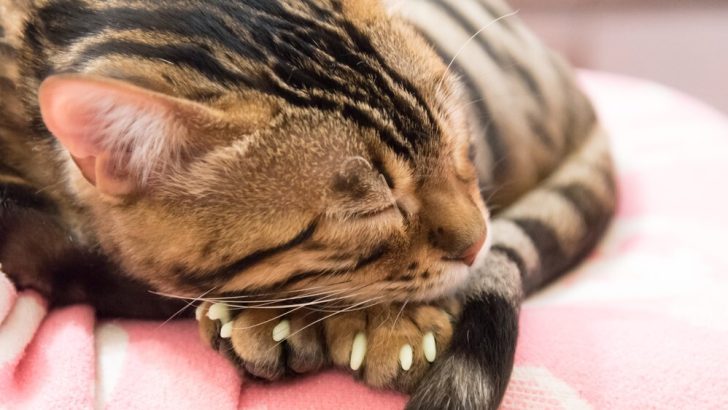 Kedi Tırnak Kapakları: Bu Süslü Meownicure'un Artıları ve Eksileri