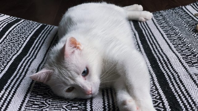 cat not eating after spay
