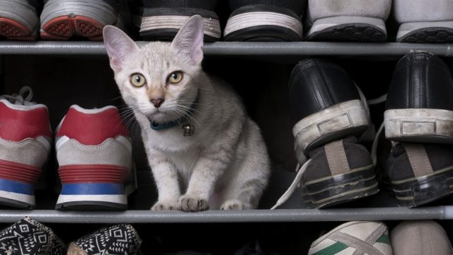cat peeing on shoes