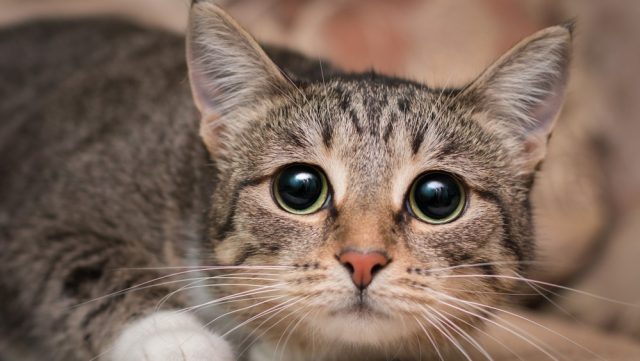 cat poops when scared