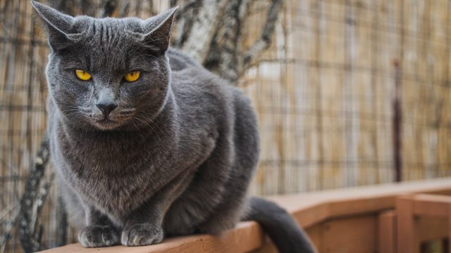 cat proof balcony