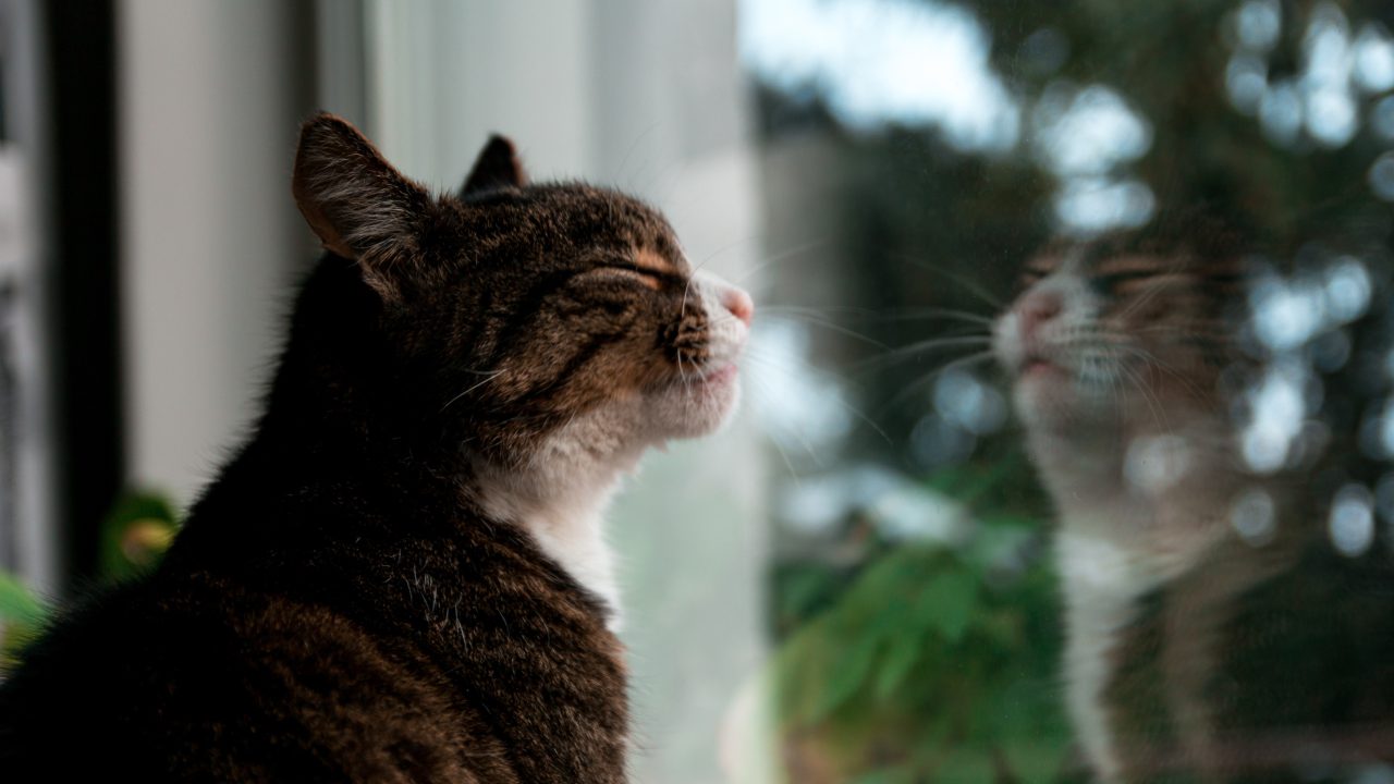 Is Your Cat Scratching Windows? What's The Catch?