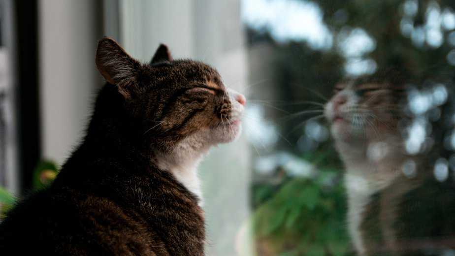 cat scratching window