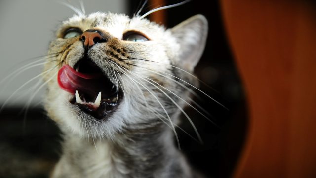 cat smacking lips and foaming
