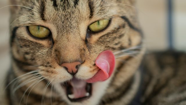 cat swallowing a lot