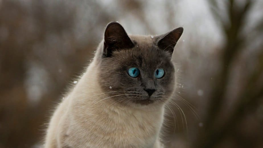 cross eyes siamese cat