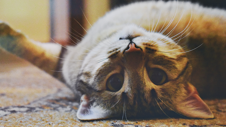 Kıvırcık Kedi Bıyıkları: Sizi Uzaklara Götürecek Bir Özellik