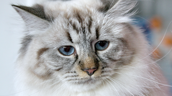 Sibirya Kedileri Çok Tüy Döküyor mu? Ne kadarı çok fazla? 