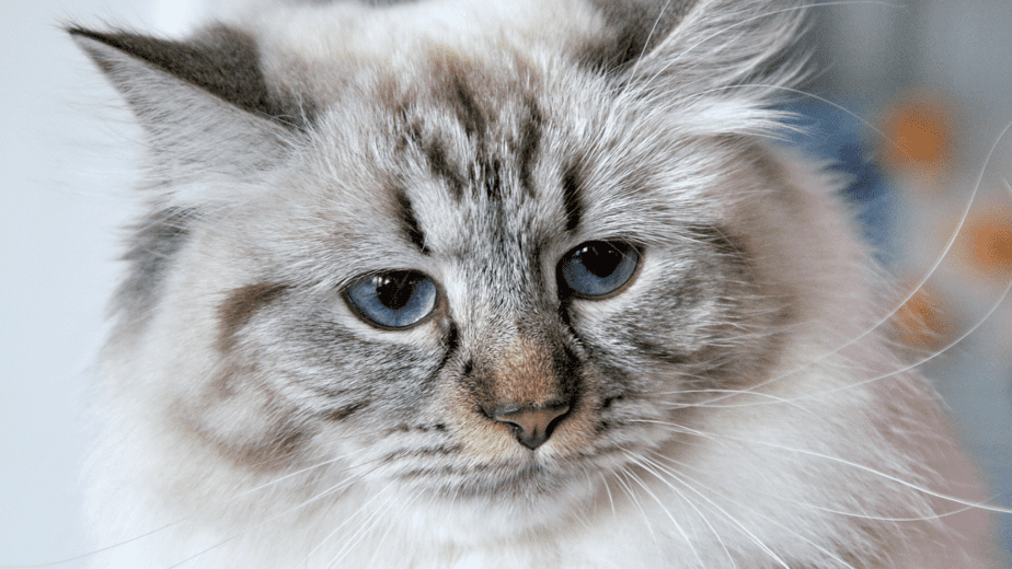 do Siberian cats shed