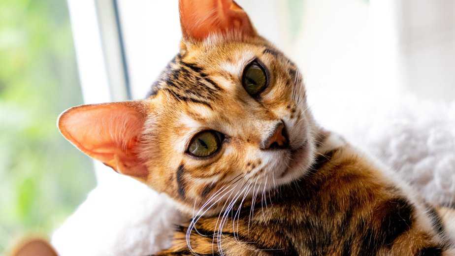 Do Bengal Cats Like To Cuddle? Cuddle Bunnies Or Not?
