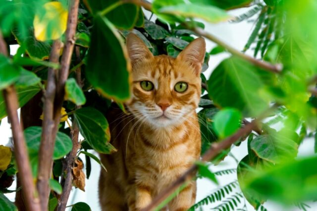 do cats eat snakes