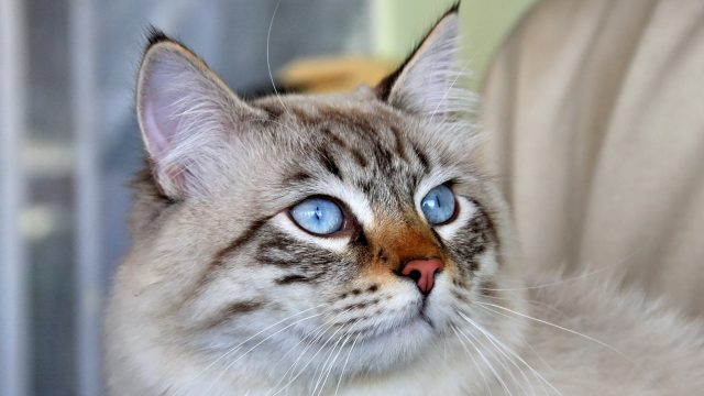 do cats have eyebrows