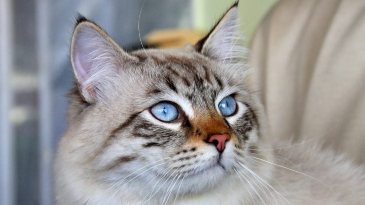 Do Cats Have Eyebrows? The Question Nobody Saw Coming