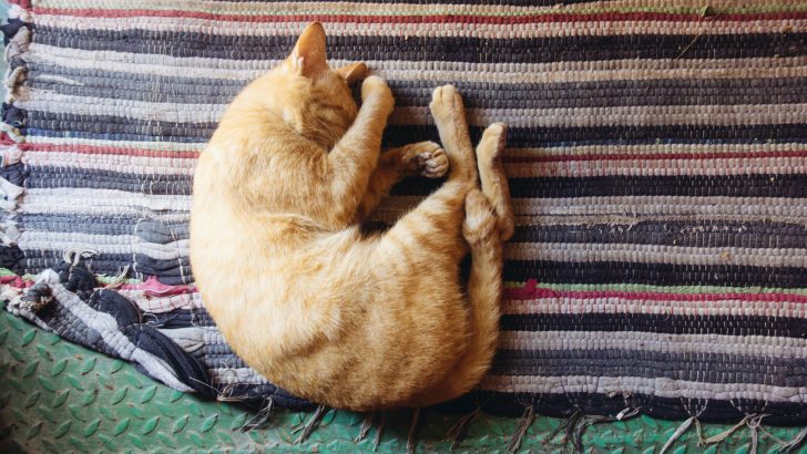 Do Cats Have Nightmares? 6 Reasons Behind Bad Dreams