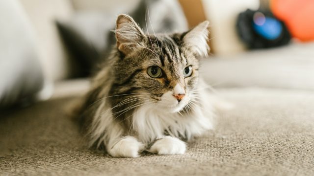 do ragdoll cats scratch furniture