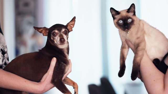 do siamese cats get along with dogs