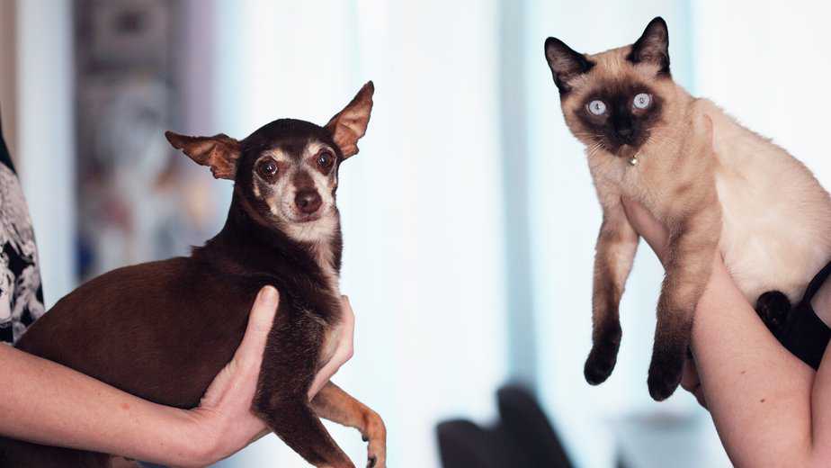 do tonkinese cats like dogs