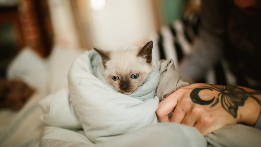 Do Siamese Cats Like To Cuddle A Purrfect Snugglebug?
