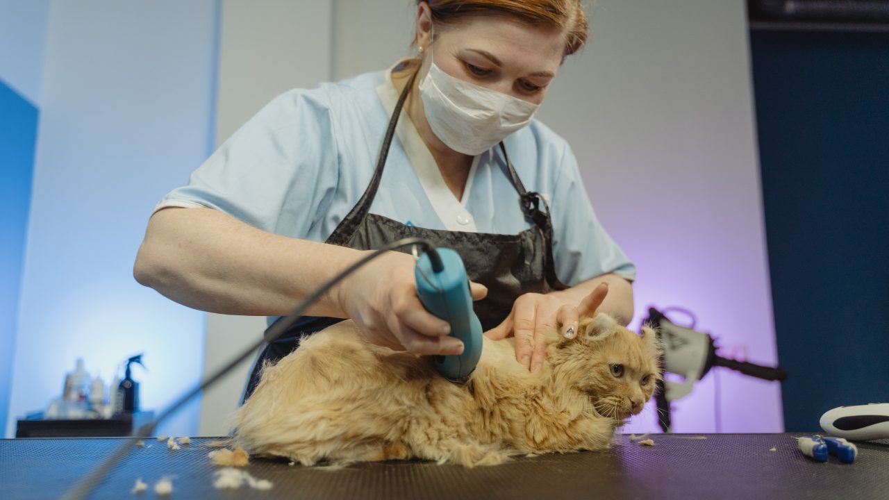 Does Cat Hair Grow Back Or Is Her Fluffy Fur Gone Forever?