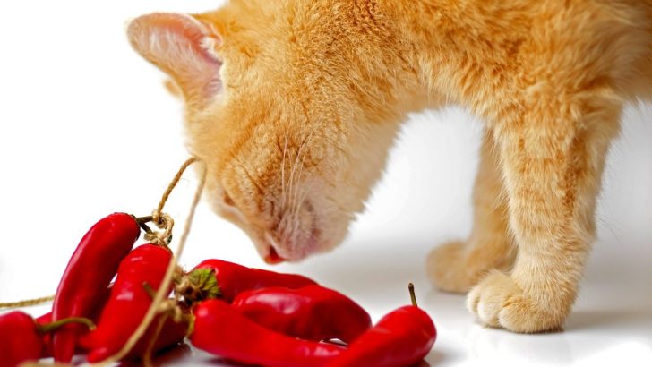Does Cayenne Pepper Keep Cats Away? A Safe Cat Repellent?