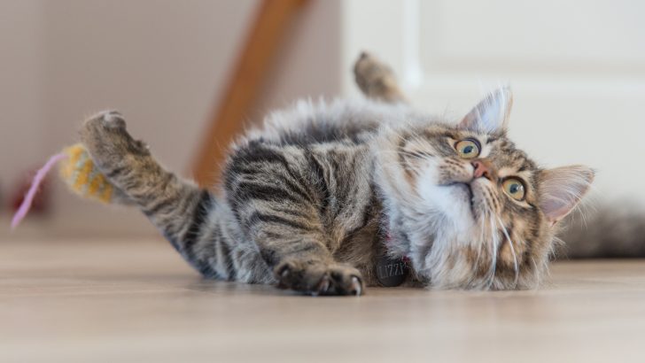 Hiper Bir Kedi Nasıl Sakinleştirilir? Onu Yatıştırmanın 8 Yolu