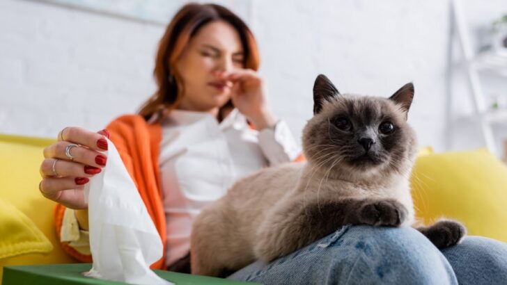 How To Get Rid Of Cat Allergies Naturally: 8 Tips That Help