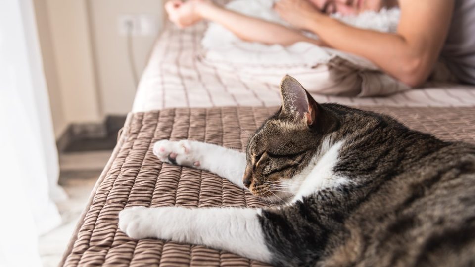 How To Keep A Cat Off The Bed Tips For A Good Night's Sleep