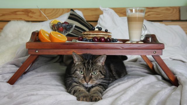 how to know if a cat is hungry