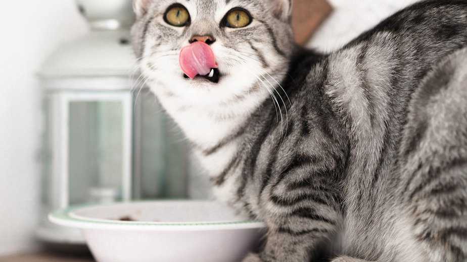 how to soften dry cat food